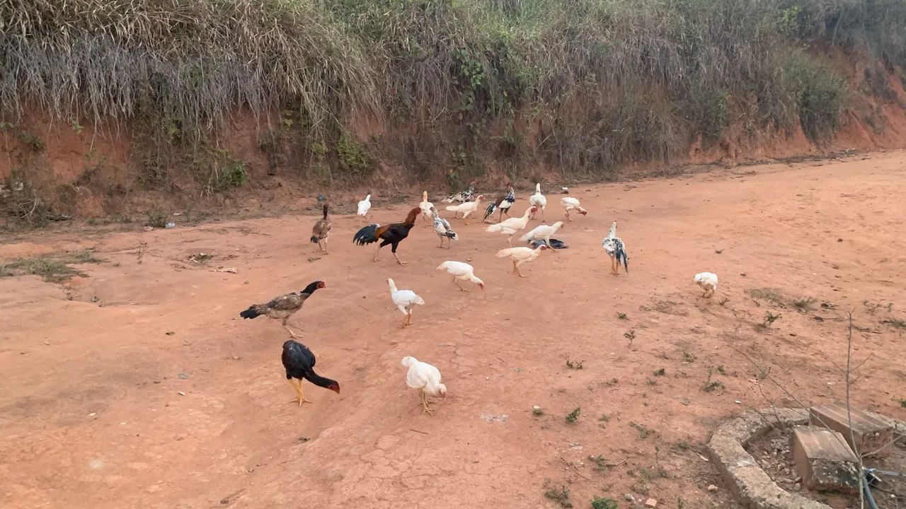 Vendo frangos e frangas índio - Foto 5