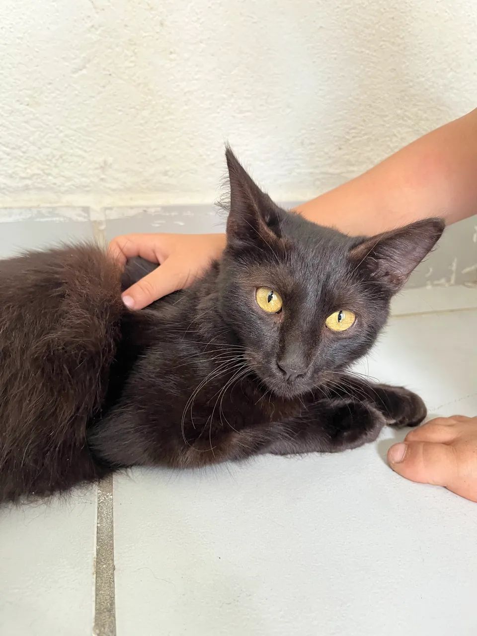 DOAÇÃO DE GATOS - Foto 5