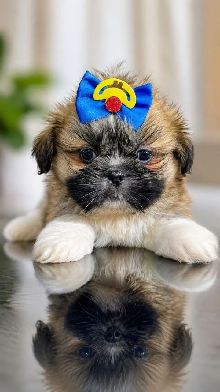 mini shih tzu com garantia e procedencia  - Foto 3