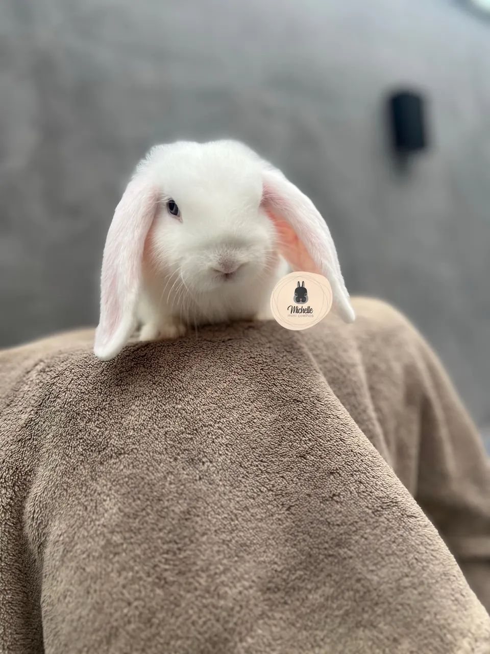 Mini lop Branca de olhos azuis 