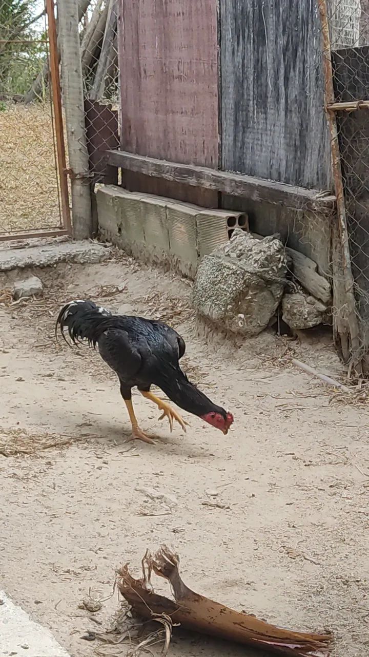 Frango índio  - Foto 2