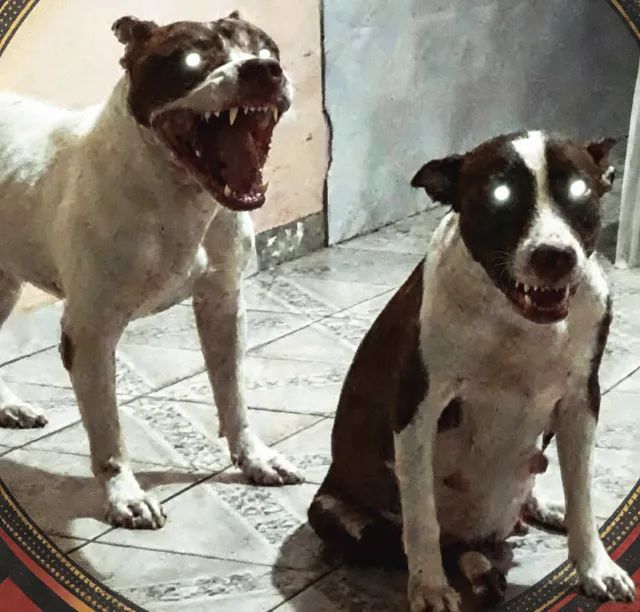 Filhotes de pitbul - Foto 2