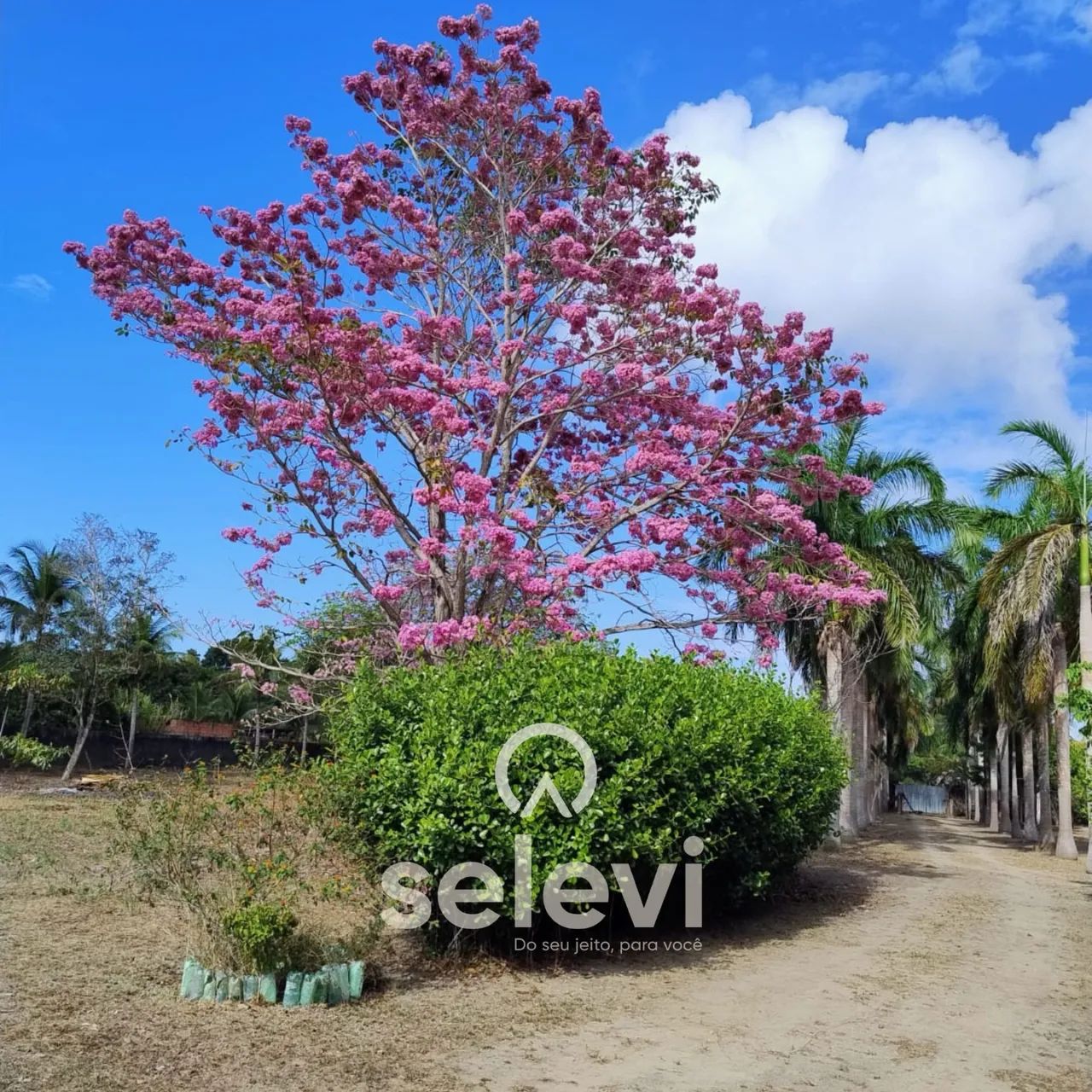 Chácara à venda em Satuba - 11.300m², Toda murada, Portal dos Gregórios II - Foto 4