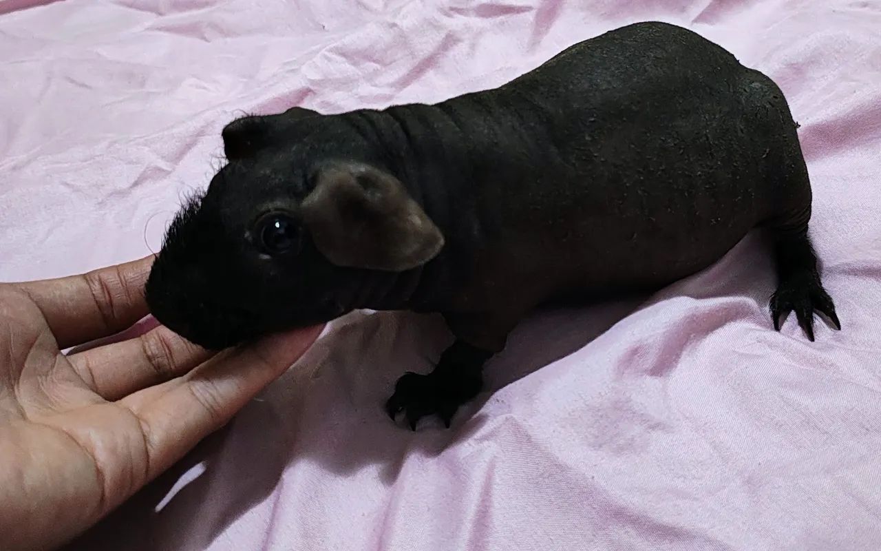 Porquinho da Índia skinny sem pelos macho