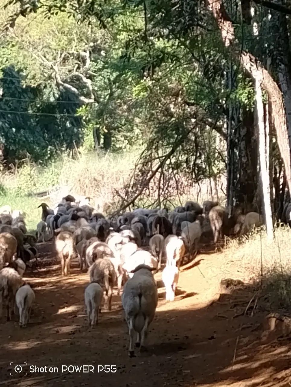 Animais