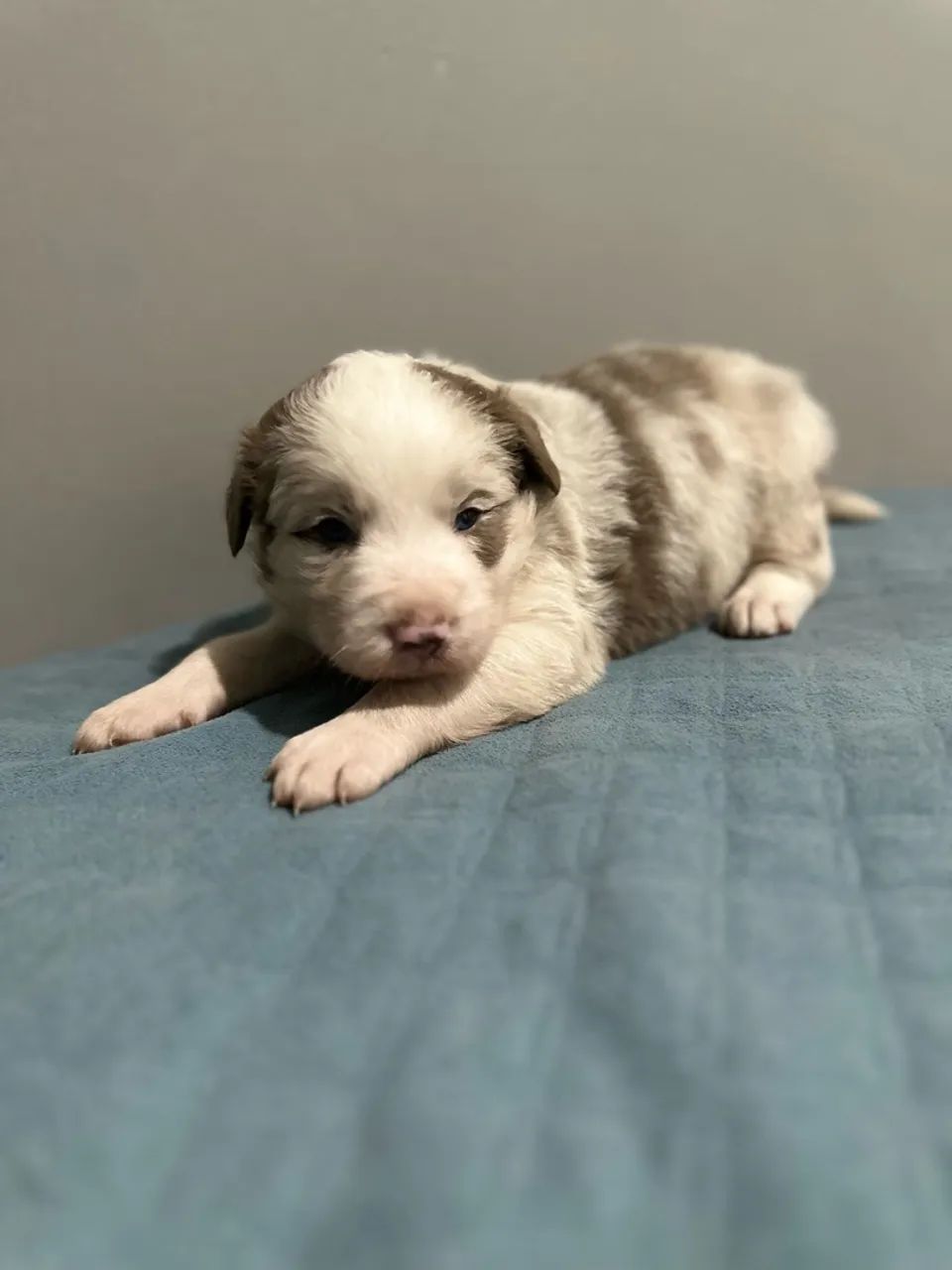 Border collie merle  - Foto 3