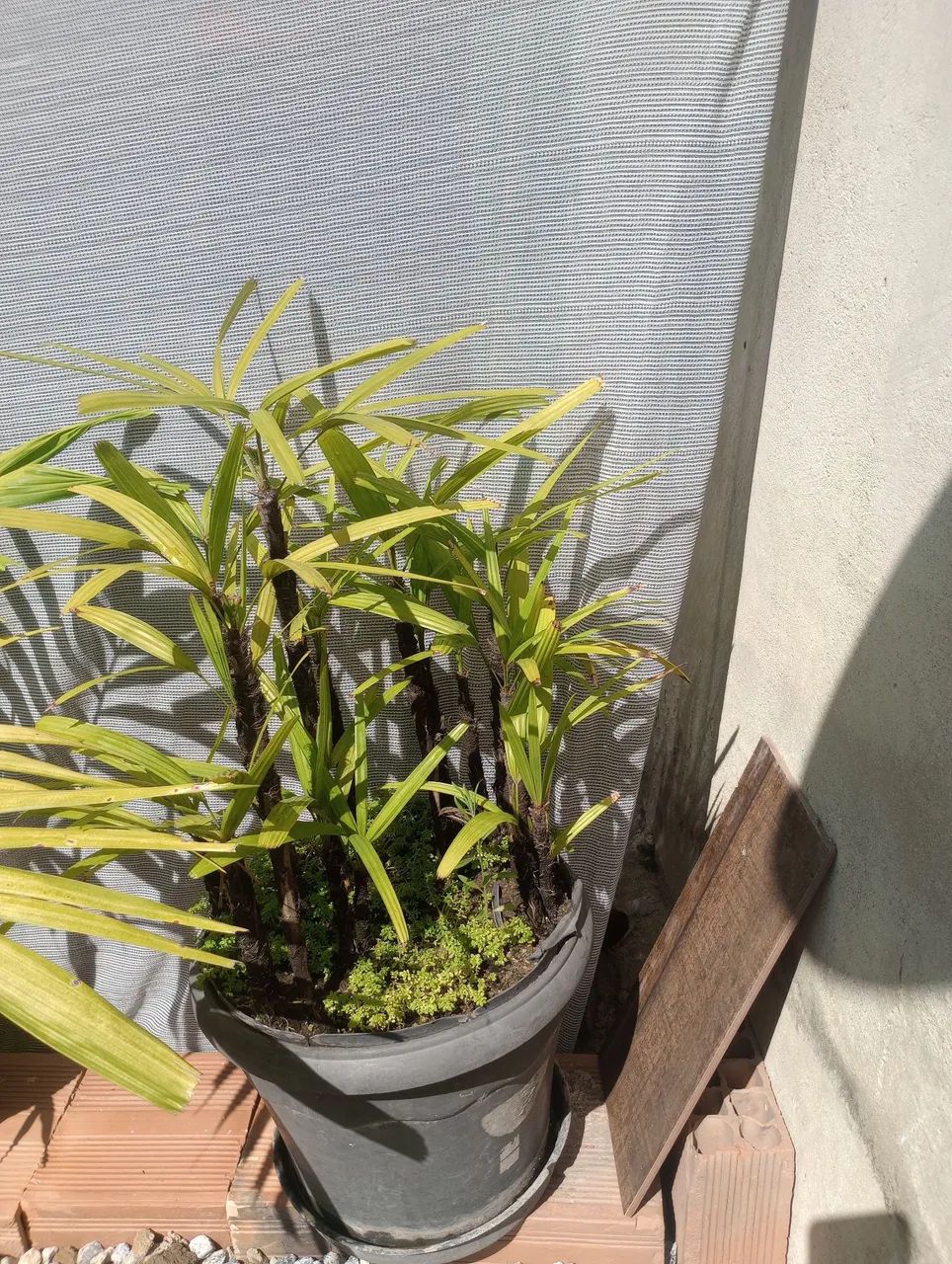 Plantas  - Foto 3