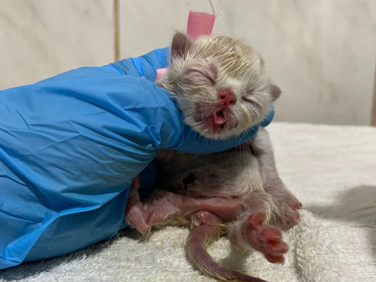 Gato Persa  - Foto 3