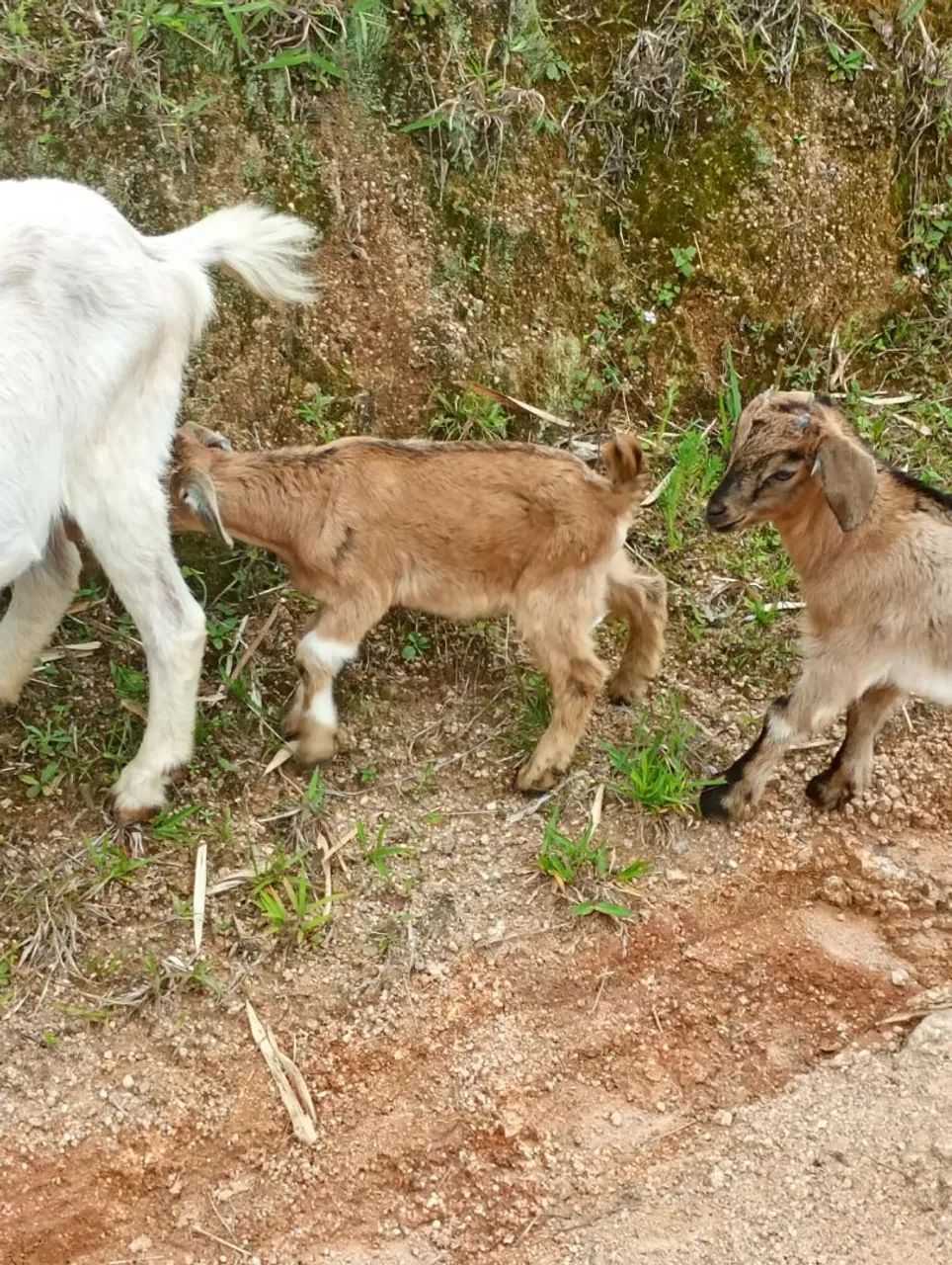 Cabras bode e vilhotes - Foto 3
