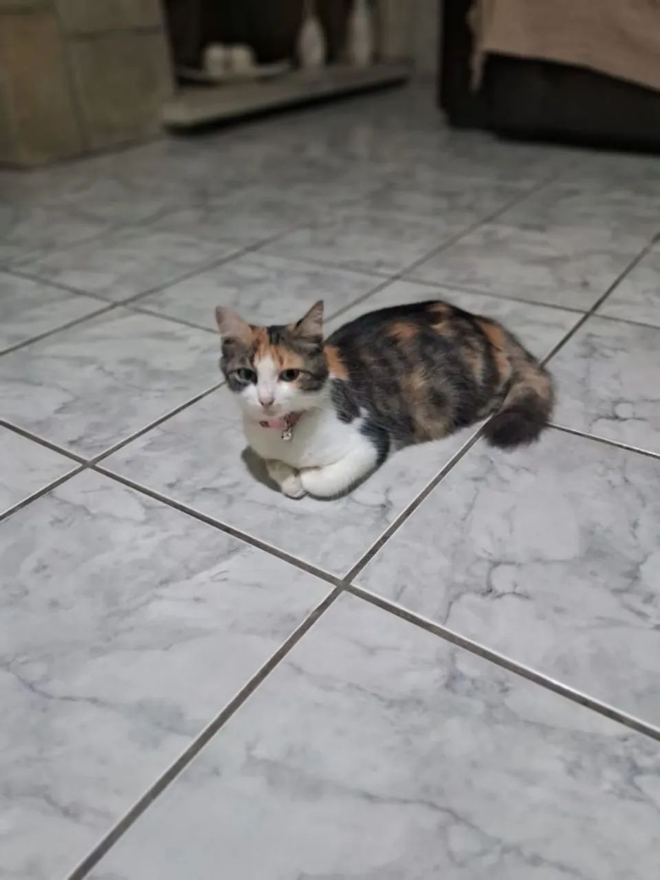 Gata castrada, 10 meses - Foto 4