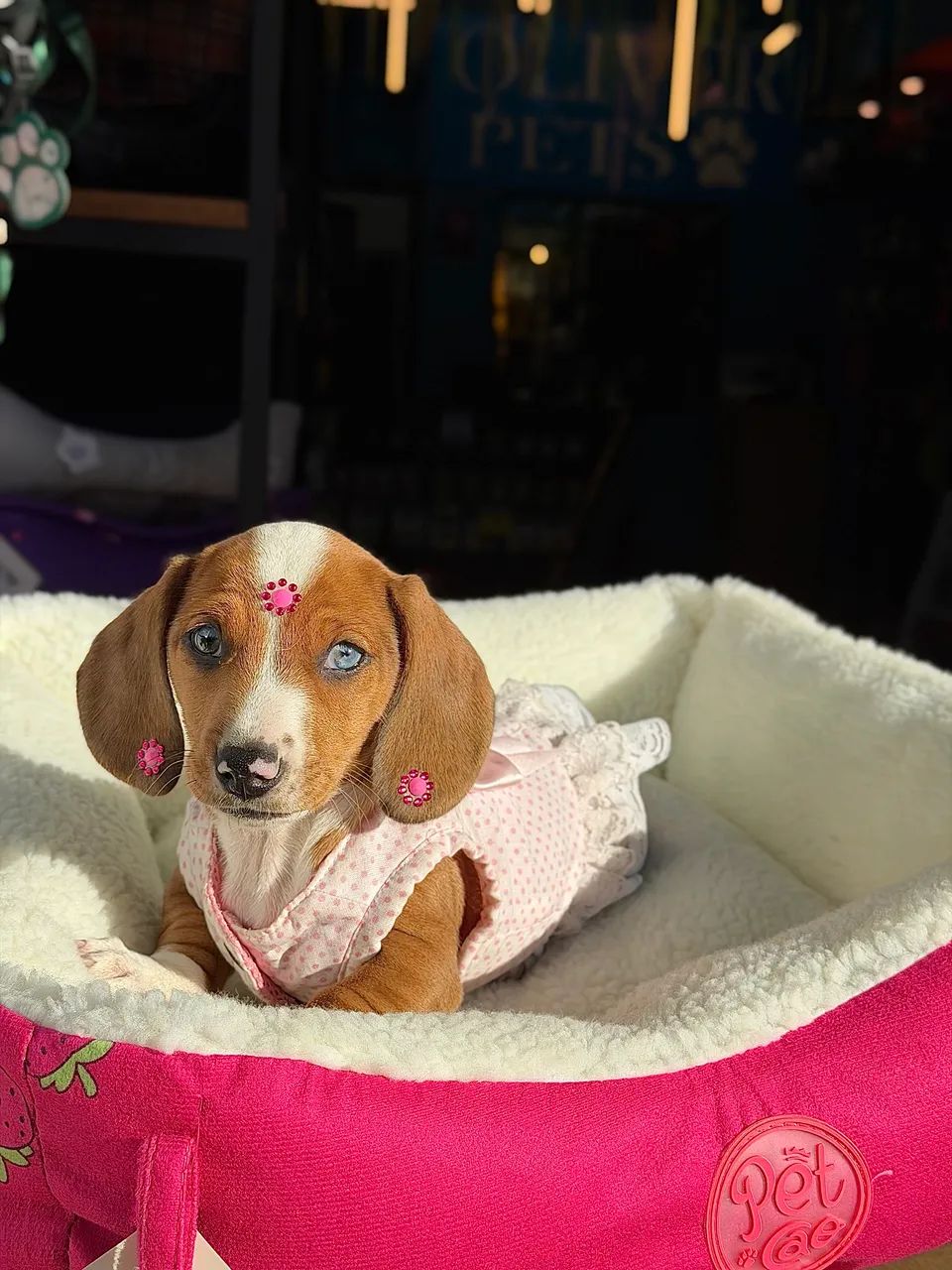 Dachshund / salsicha  - Foto 2