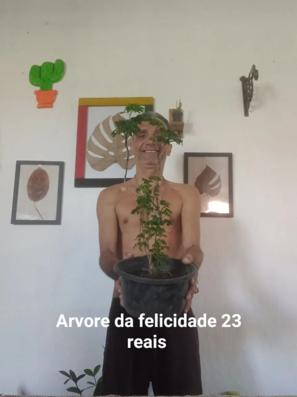Plantas  - Foto 4
