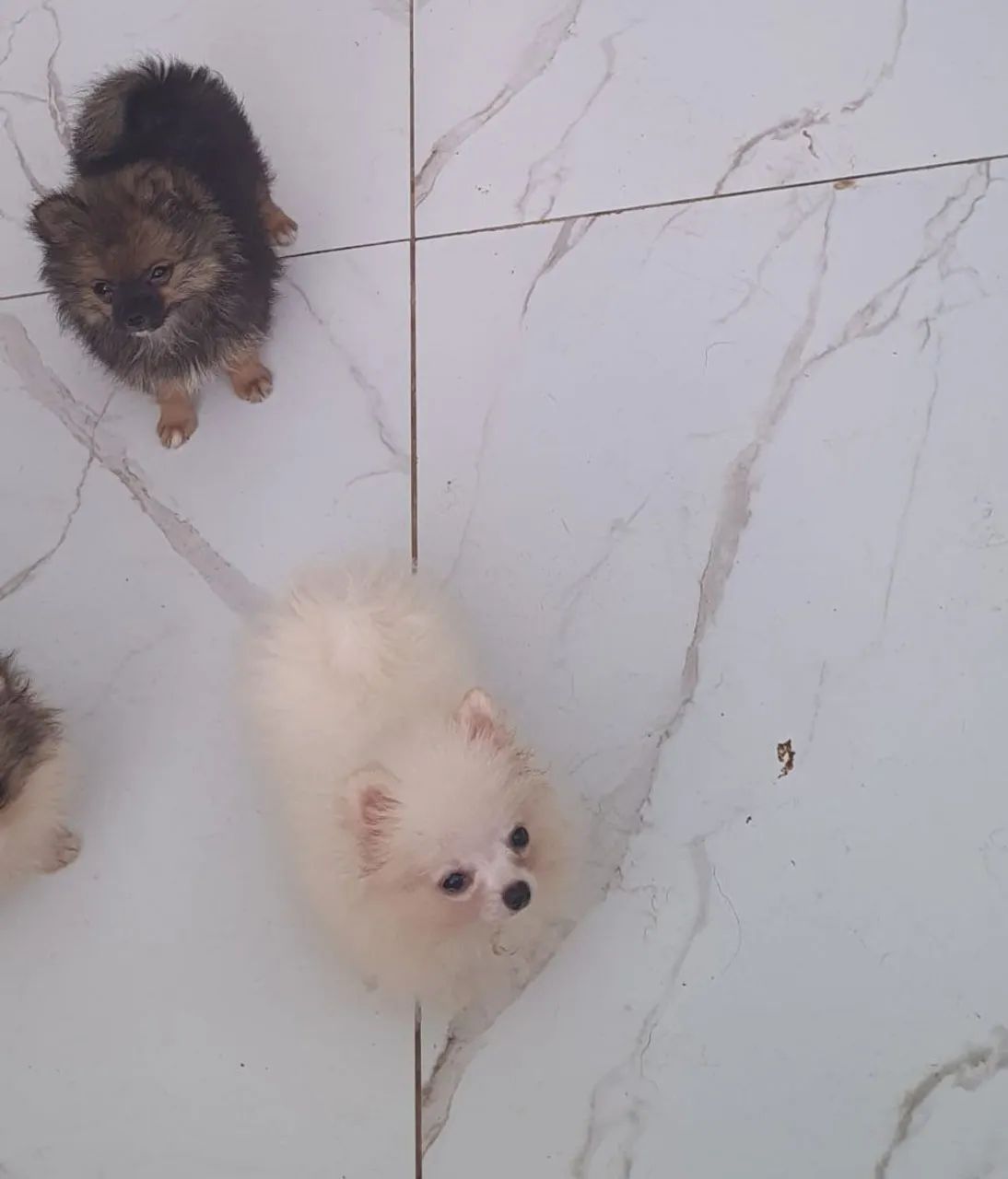 Spitz alemão  - Foto 2
