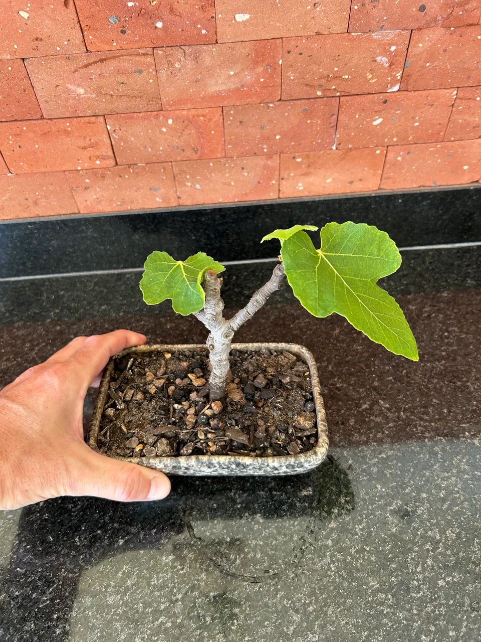 Figo bonsai mini  - Foto 2