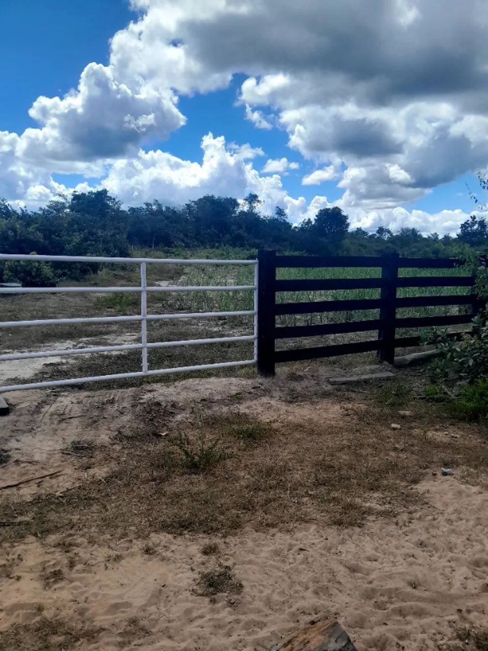 Fazenda de 130 hectares a venda! - Foto 4