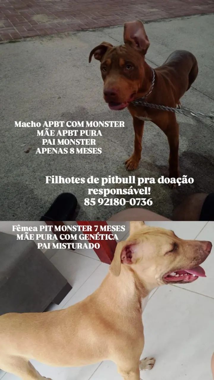 Doação responsável pit bull - Foto 4