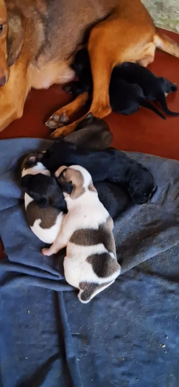 Cachorrinhos lindos: Encomendei seu 