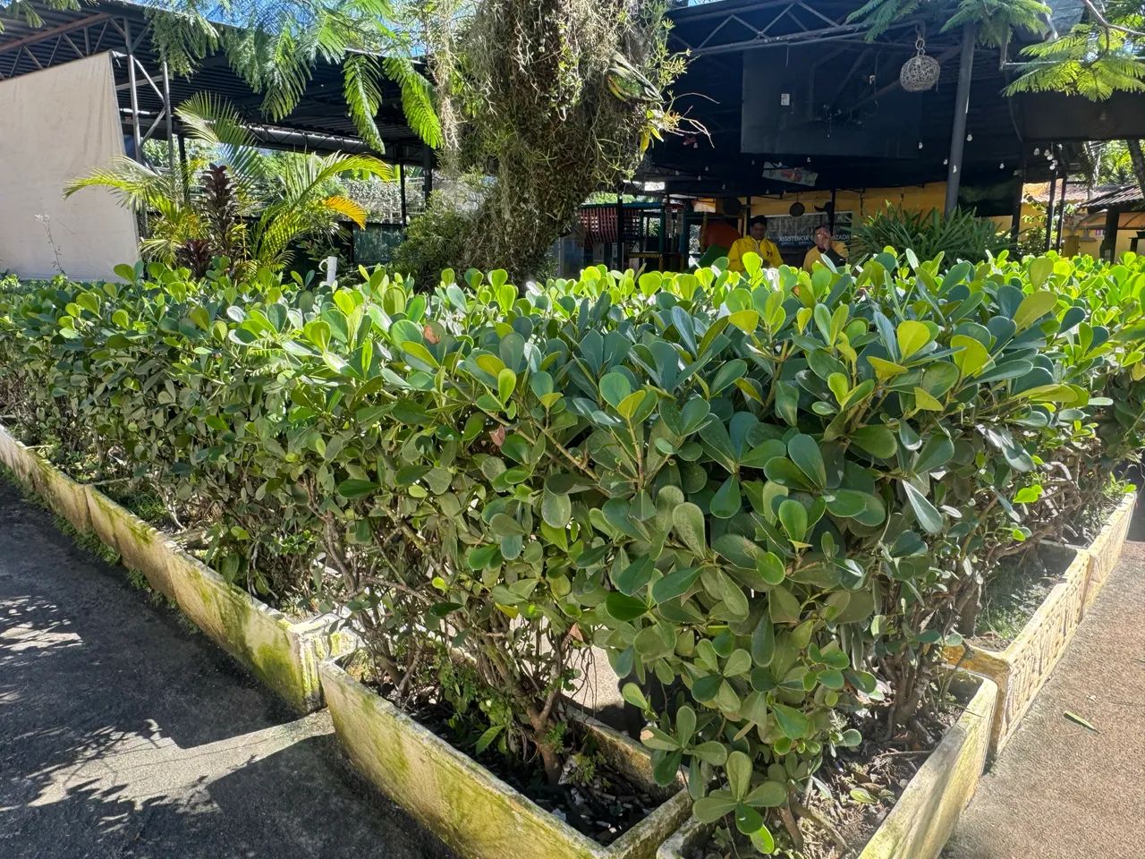  Plantas JARDINEIRA COM CLUSIA - Foto 2