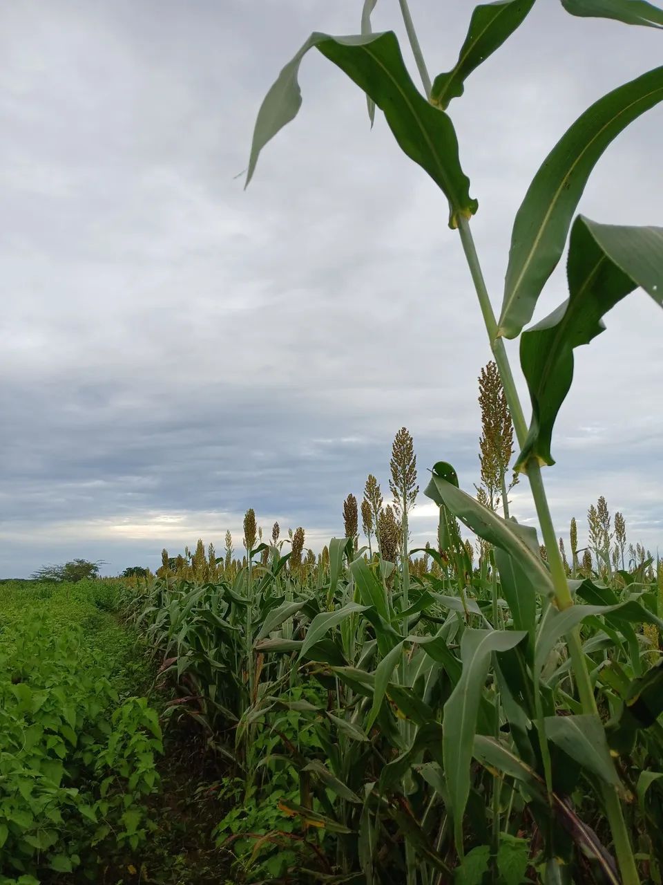 Temos silagem de qualidade, milho e de sorgo. 300 toneladas para vender 