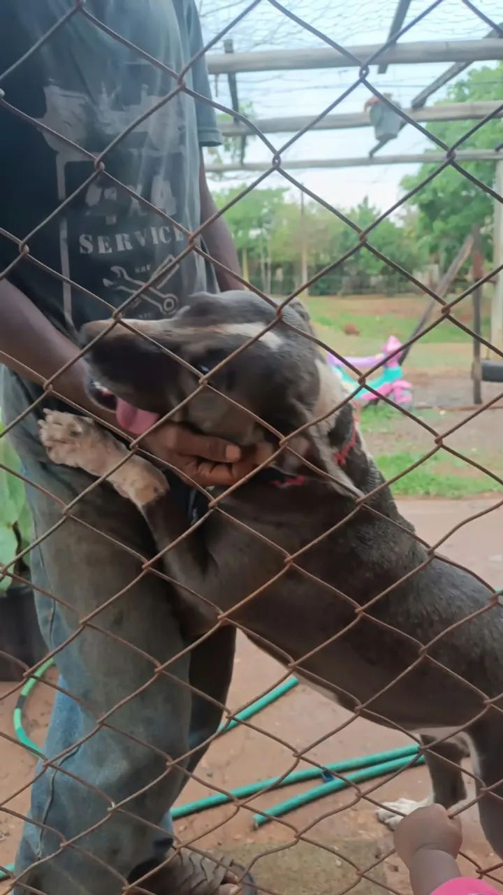 Pitbul fêmea