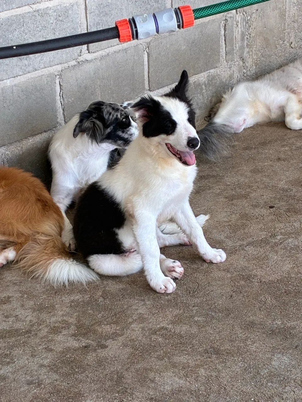 Border Coollie 3 meses - Foto 3