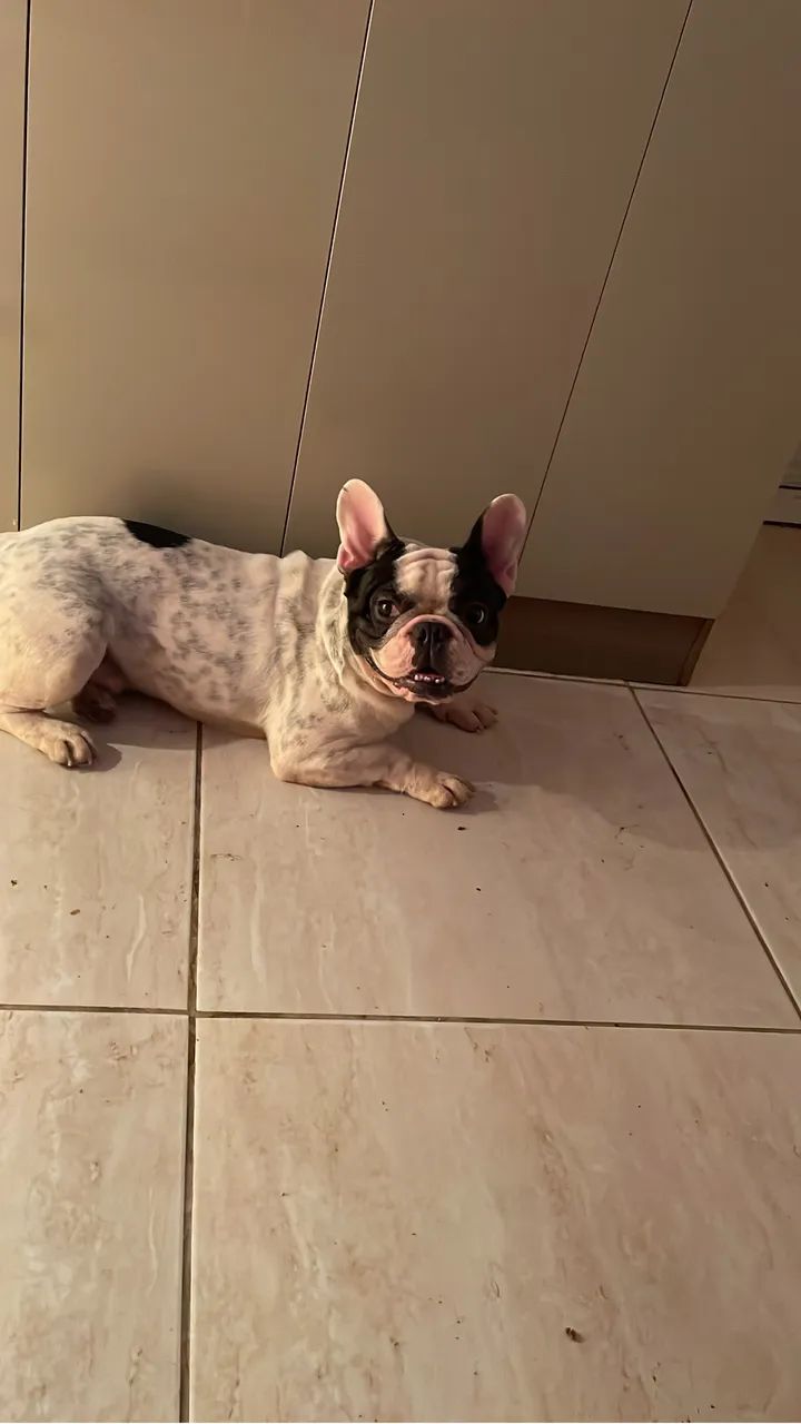 Buldogue francês para coberta  - Foto 3