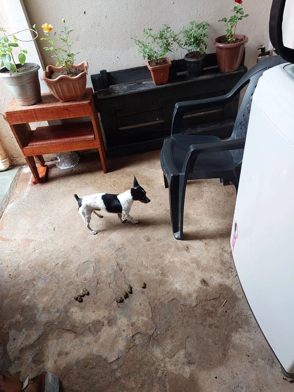 Pincher n1 - Foto 2