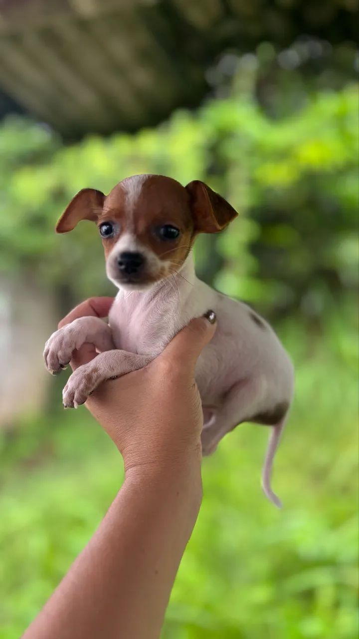Pinscher macho bicolor - Foto 3