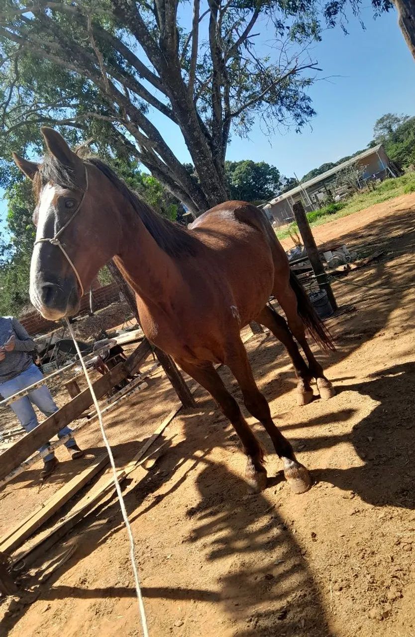 Cavalo menga larga machador  - Foto 4