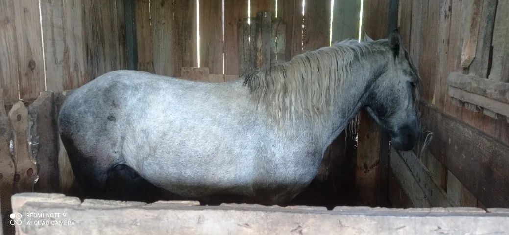 Percheron com 3 anos. - Foto 6