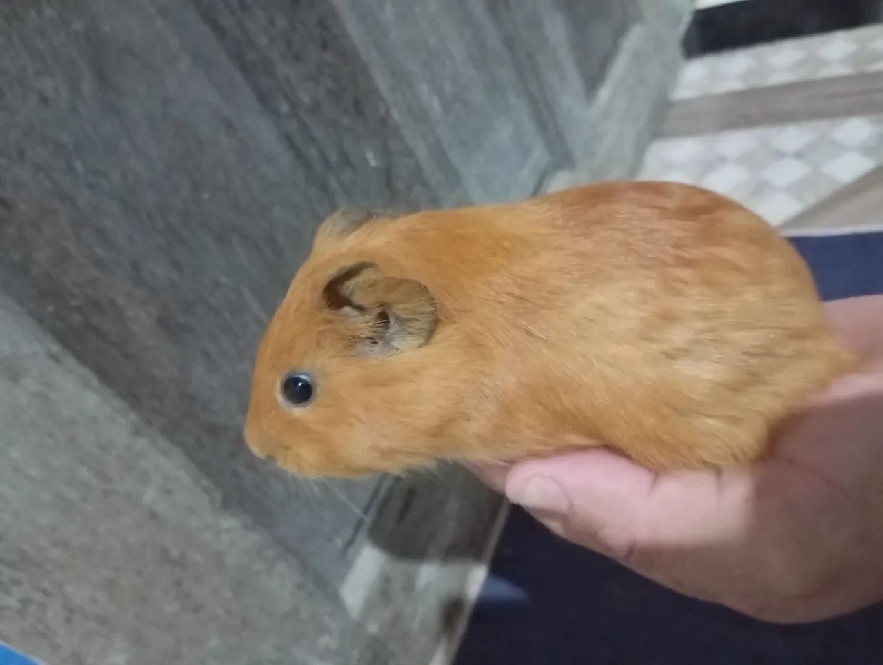 Vando lindos filhotes de pouquinho da índia  - Foto 4