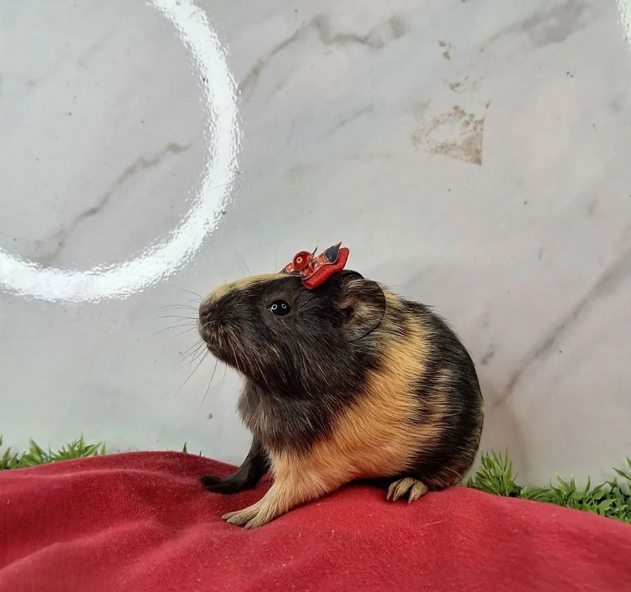 Porquinho da india - Foto 3