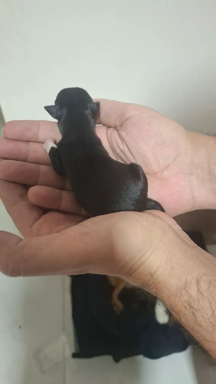 Pinscher 0 e micro - Foto 5