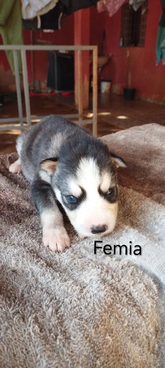 Husky siberiano  - Foto 3