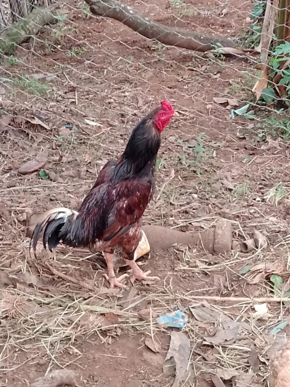 Galos bhama e normal 