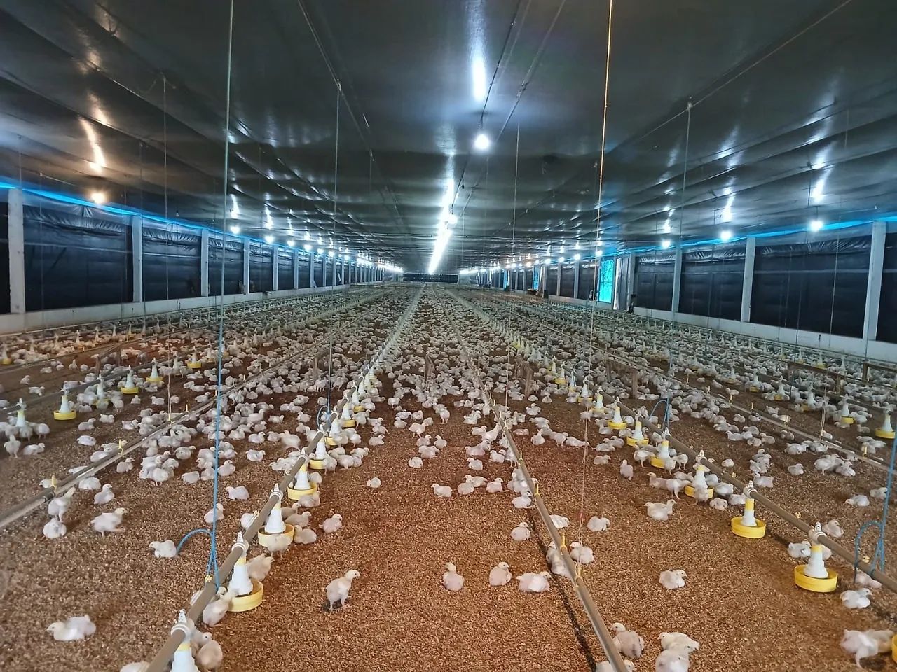VENDO GRANJA AUTOMATIZADA EM FUNCIONAMENTO - Foto 3