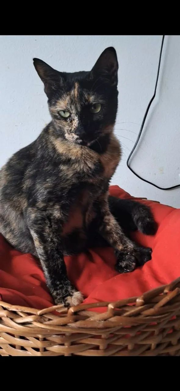 Gata Raquel para adoção 