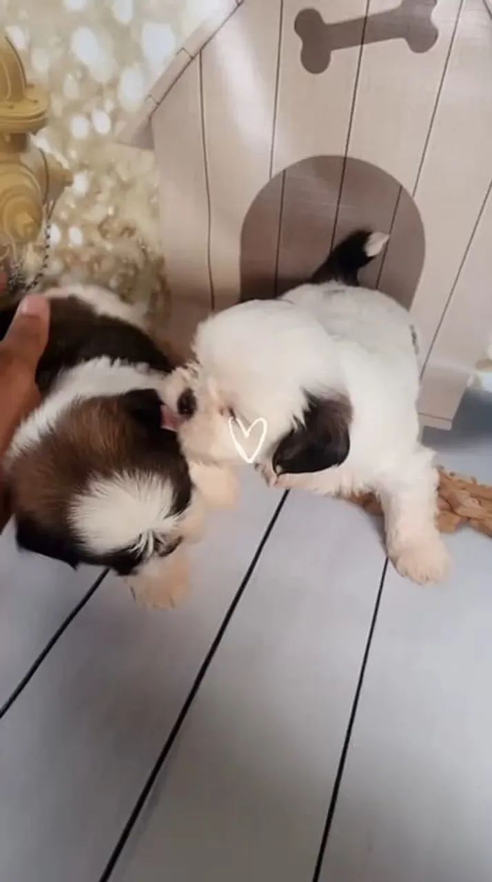 SHIH TZU RESERVAS ABERTAS - Foto 2