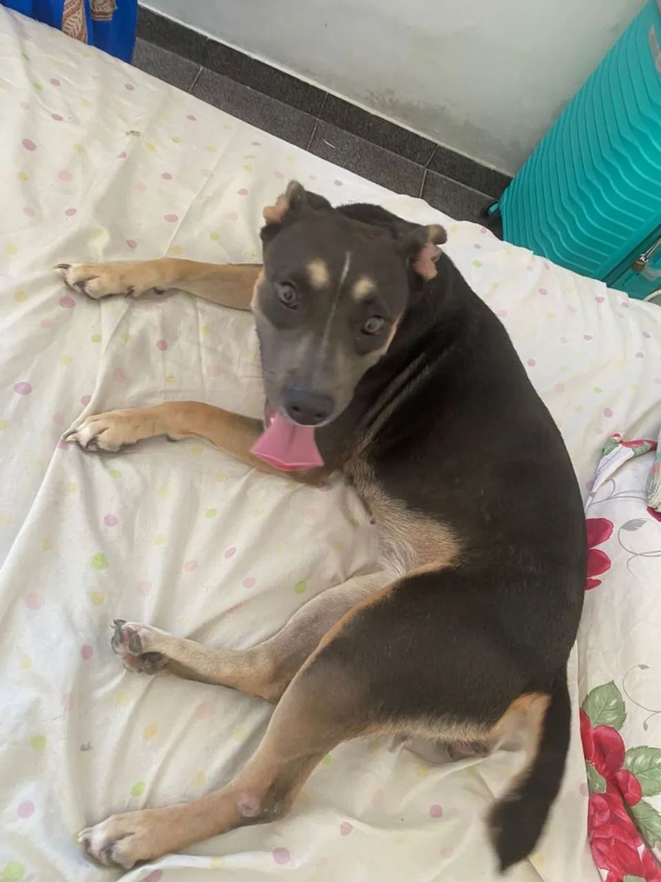 Doação de uma cachorrinha  - Foto 5