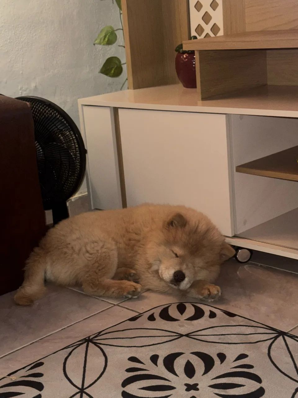 Chow chow macho a venda 