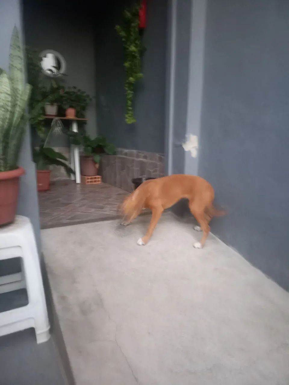 Cachorra - Foto 2