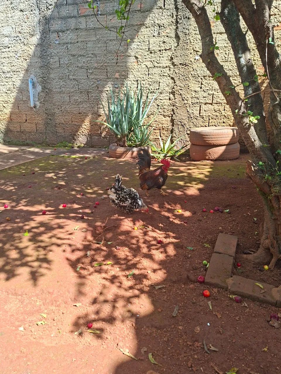 Galo Garnizé Adulto - Foto 6