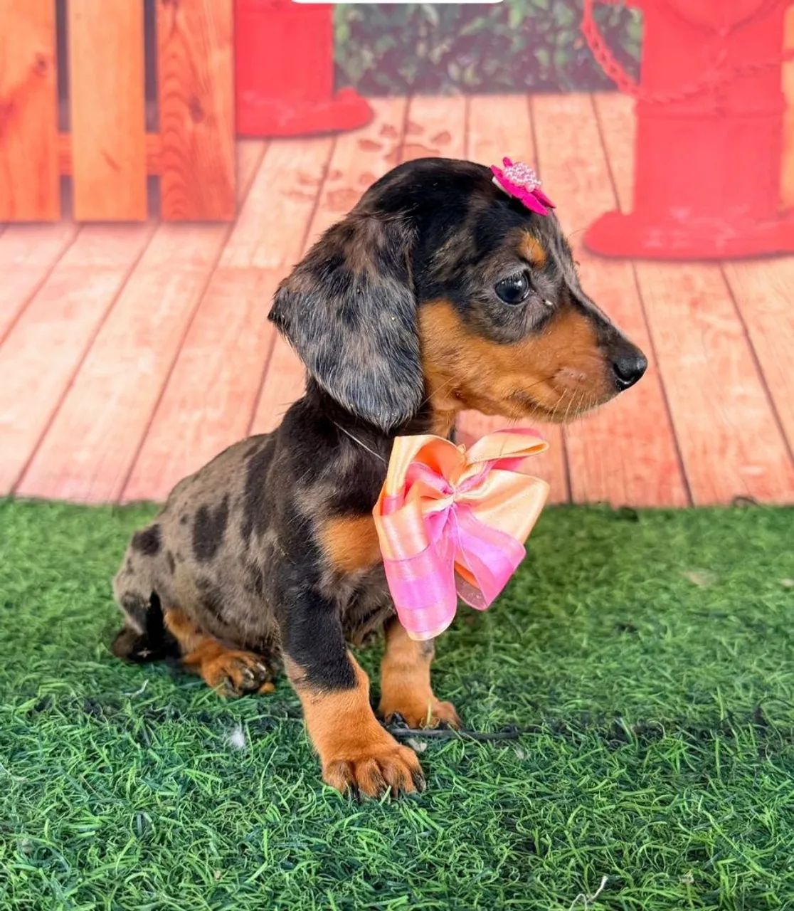 Dachshund  - Foto 5