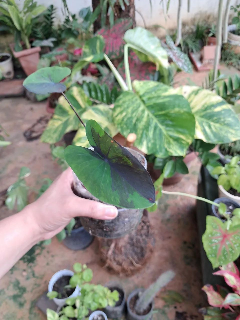 Plantas R$10,00  - Foto 2