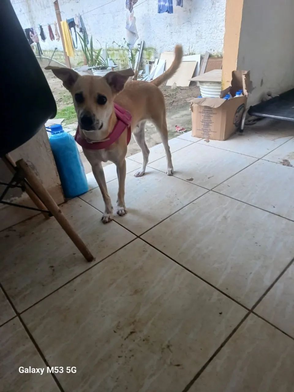 ADOÇÃO  - Foto 2