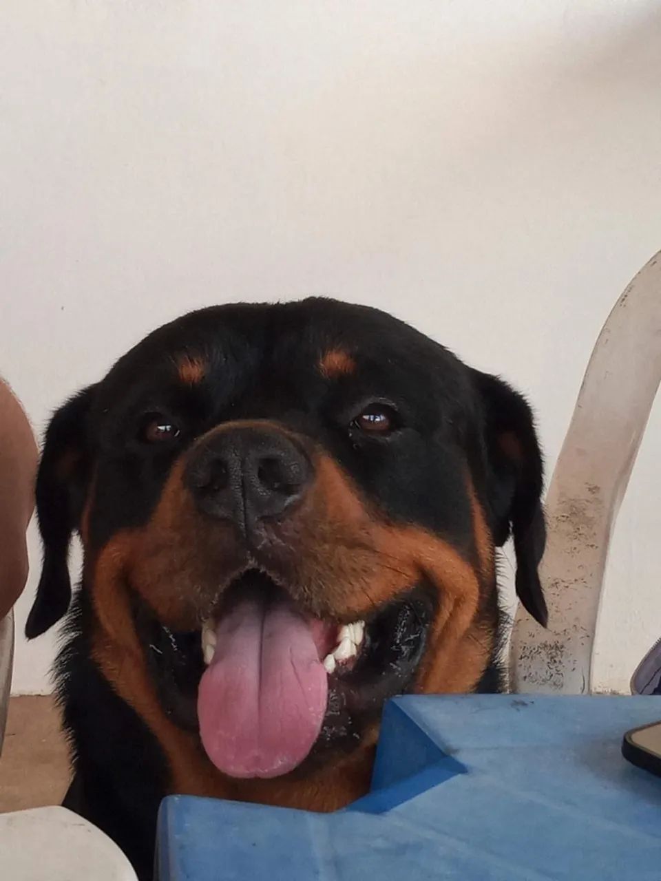 Doação de Rottweiler