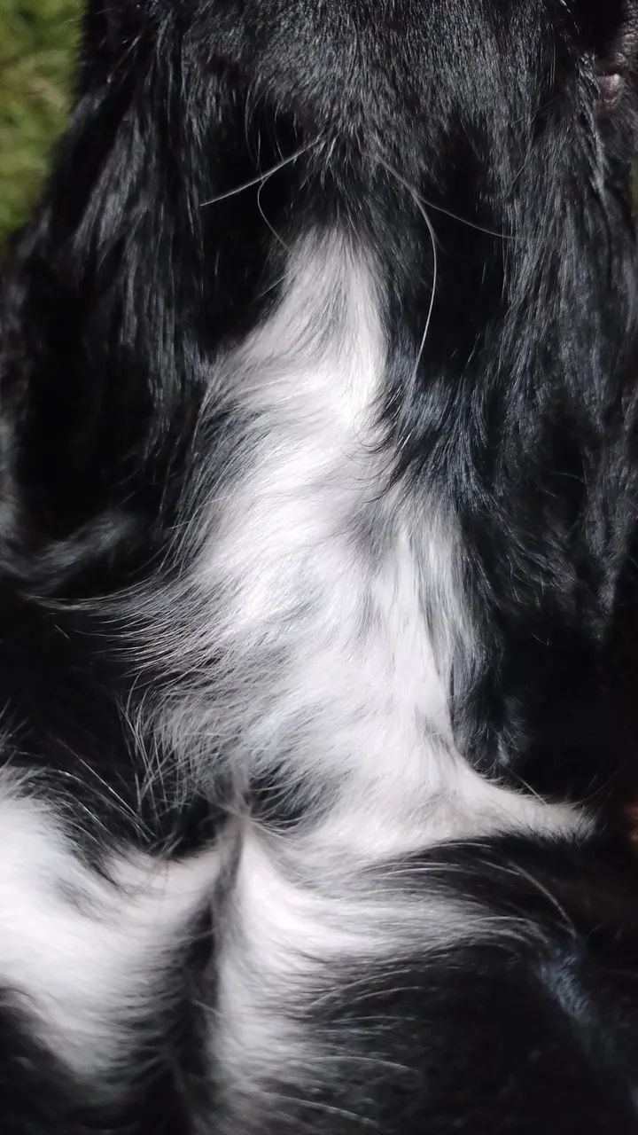 Filhotes de Cocker Spaniel Inglês à venda - Foto 4