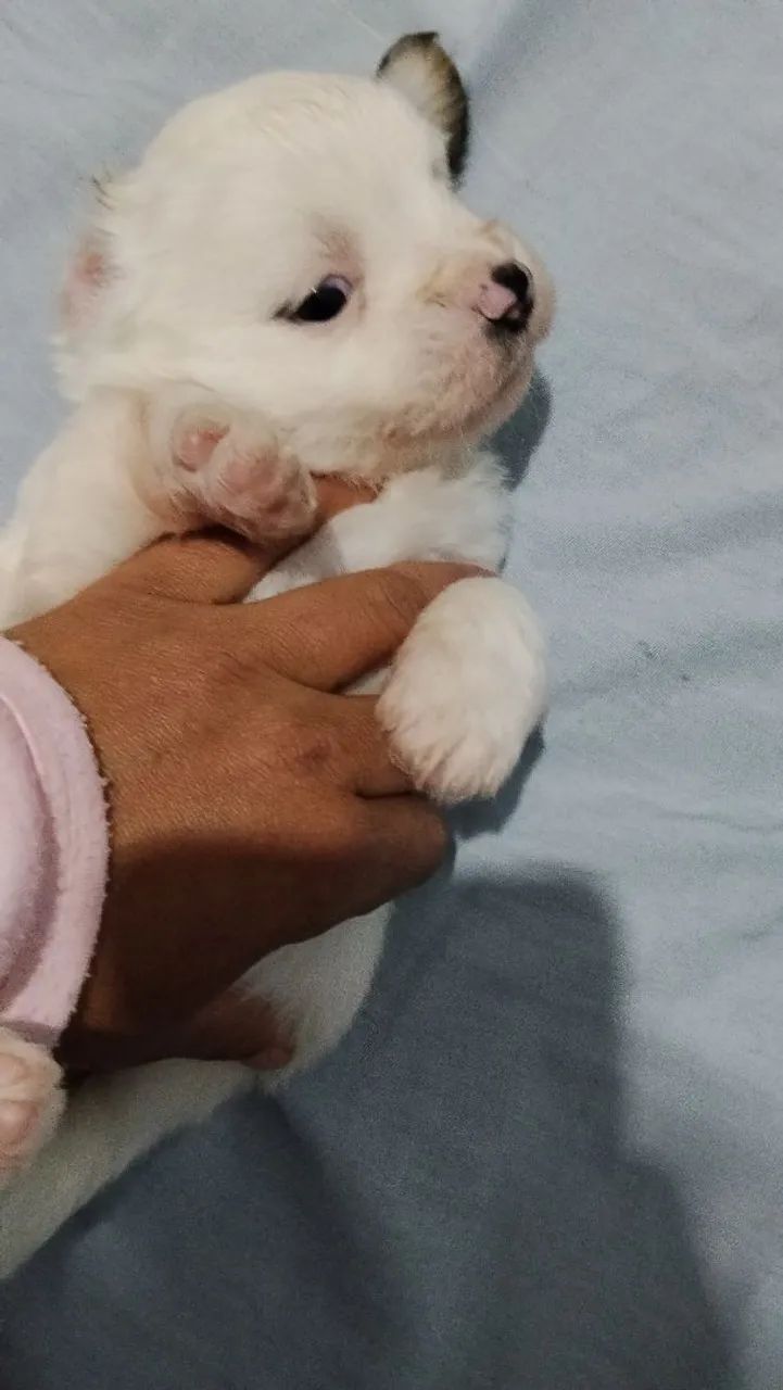 Filhote de Lhasa Apso macho 