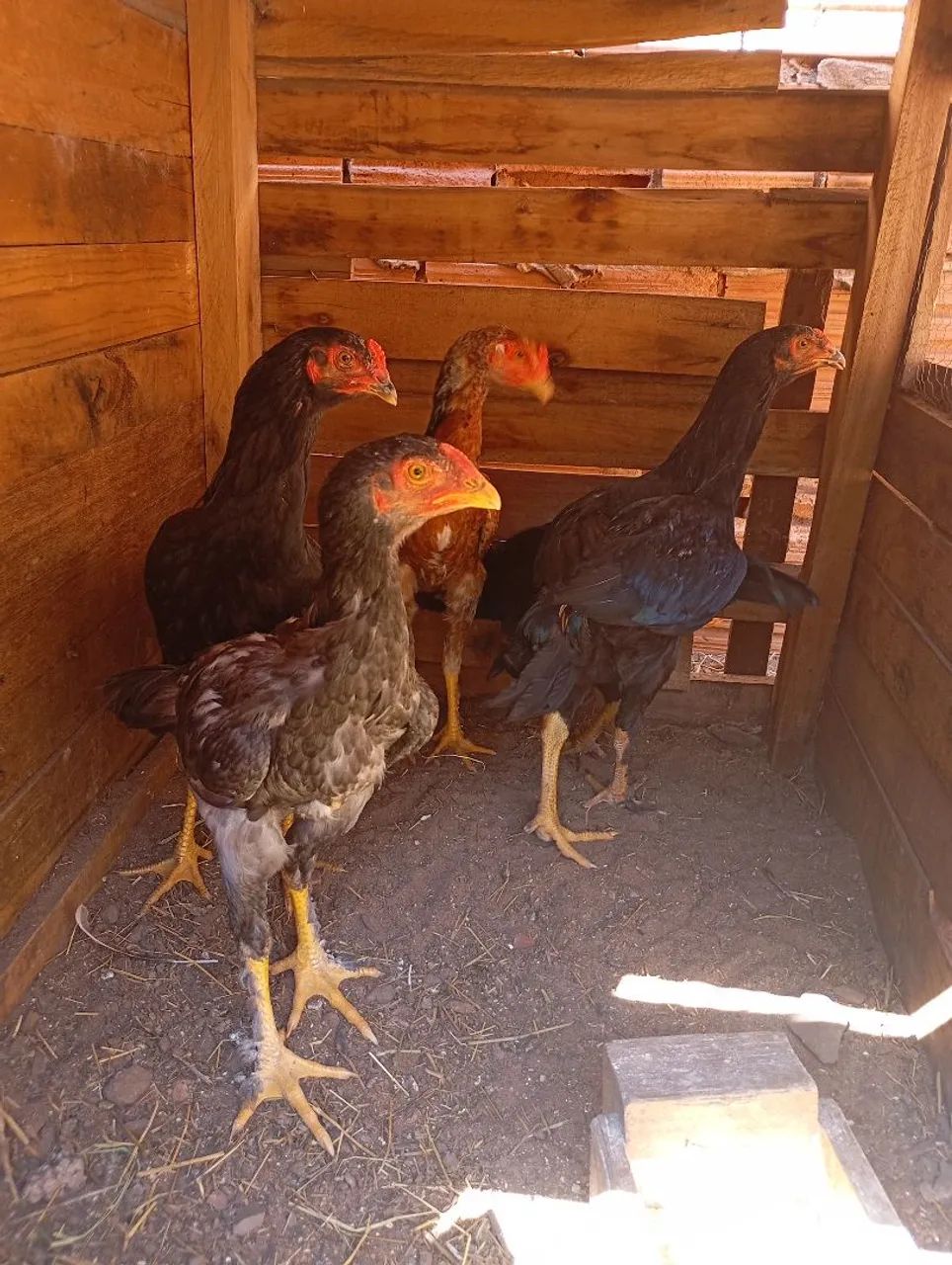 Frango caipira  - Foto 2