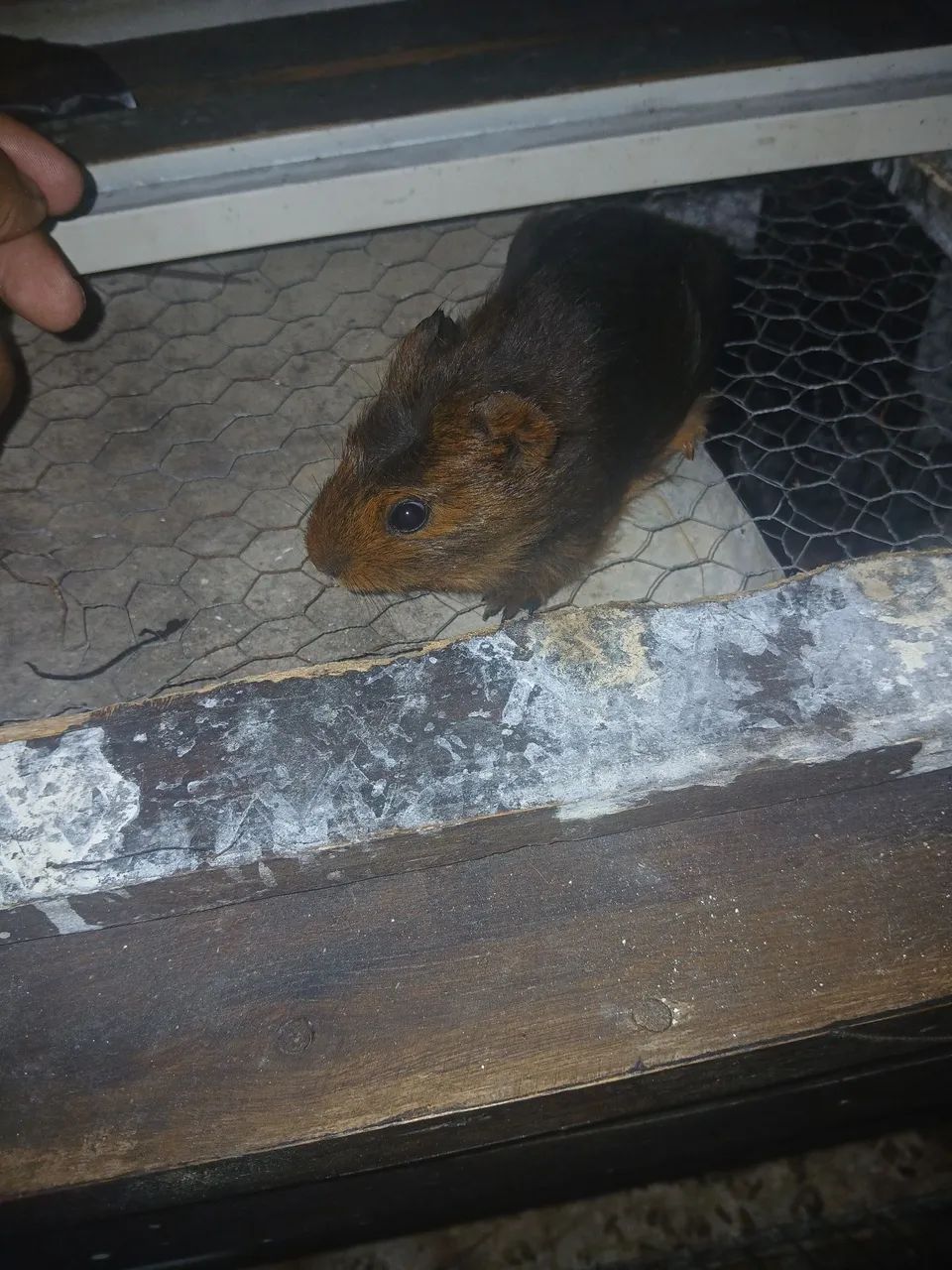 Porquinho da india65579489348609122